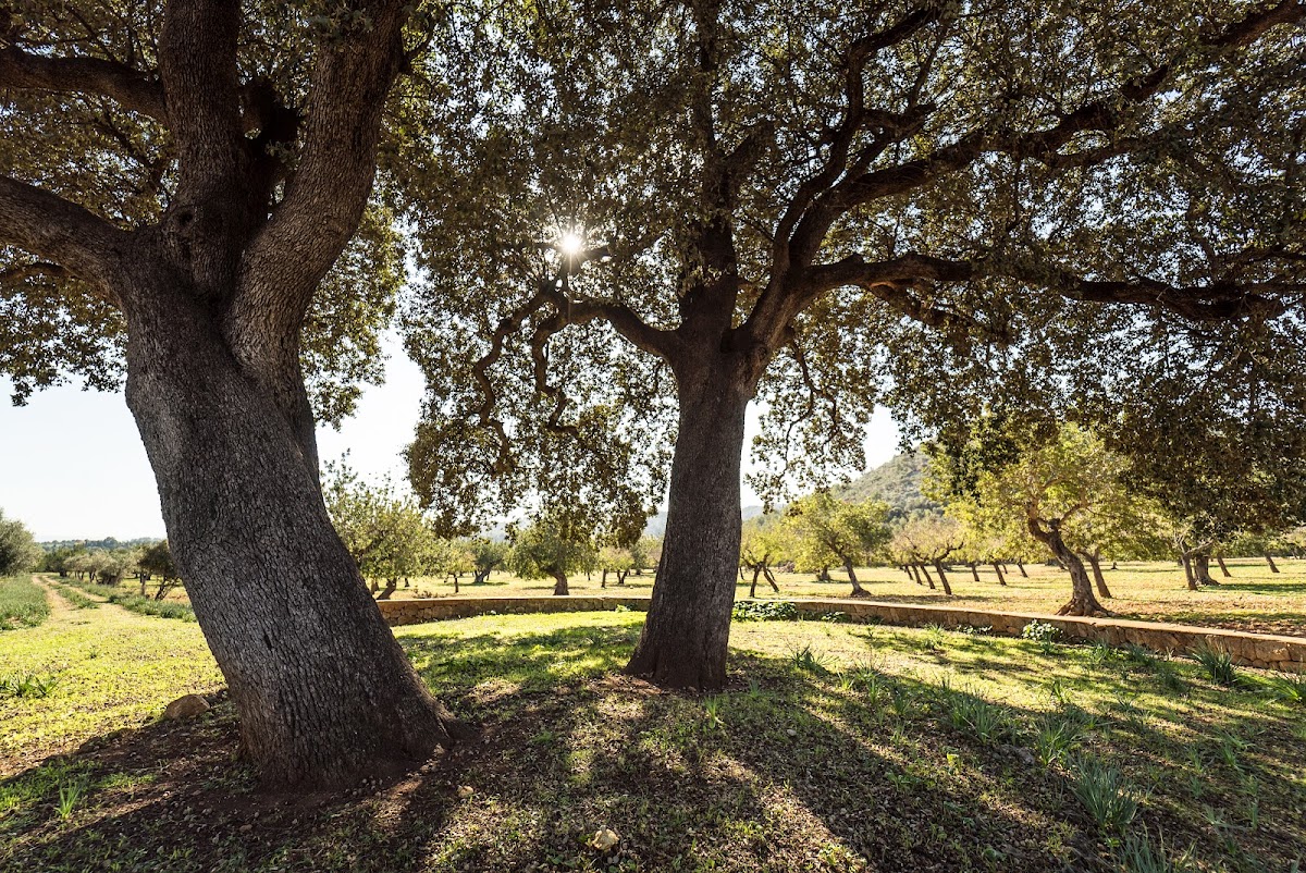 Finca Son Togores